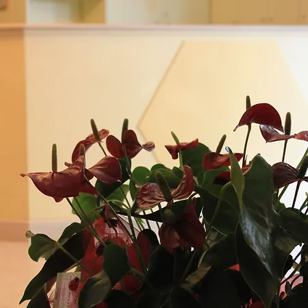 Gasthuis Hh Il Gabbiano 3*